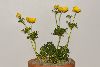 <em>Anemone bucharica</em> 'yellow form'